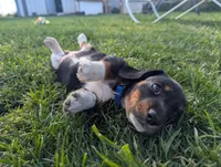 Abbey's Blue Collar Boy, a male Beagle and Miniature Dachshund for sale in Saint James, MO – 1 of 10