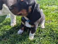 Abbey's Blue Collar Boy, a male Beagle and Miniature Dachshund for sale in Saint James, MO – 3 of 10