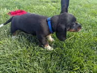 Abbey's Blue Collar Boy, a male Beagle and Miniature Dachshund for sale in Saint James, MO – 5 of 10