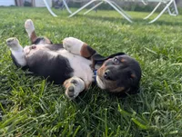 Abbey's Blue Collar Boy, a male Beagle and Miniature Dachshund for sale in Saint James, MO – 9 of 10