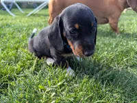 Abbey's Blue Collar Boy, a male Beagle and Miniature Dachshund for sale in Saint James, MO – 7 of 10