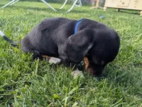 Abbey's Blue Collar Boy, a male Beagle and Miniature Dachshund for sale in Saint James, MO – 6 of 10