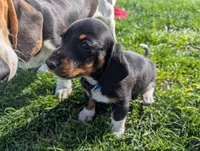 Abbey's Blue Collar Boy, a male Beagle and Miniature Dachshund for sale in Saint James, MO – 2 of 10