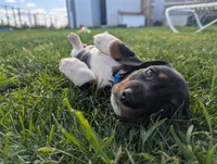 Abbey's Blue Collar Boy, a male Beagle and Miniature Dachshund for sale in Saint James, MO – 8 of 10