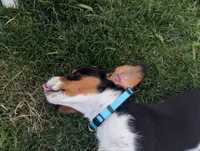 Isla's Sky Blue Collar Boy, a male Beagle and Miniature Dachshund for sale in Saint James, MO – 7 of 10