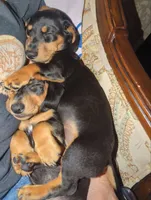 Max, a male Miniature Dachshund for sale in Saint James, MO – 2 of 8