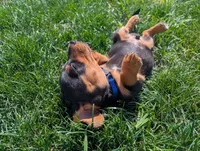 Isla's Blue Collar Boy, a male Beagle and Miniature Dachshund for sale in Saint James, MO – 8 of 10