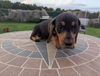 Isla's Orange Collar Boy, a male Miniature Dachshund for sale in Saint James, MO – 9 of 10