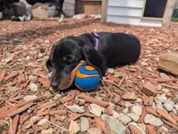 Abbey's Purple Collar Girl, a female Beagle and Miniature Dachshund for sale in Saint James, MO – 7 of 7