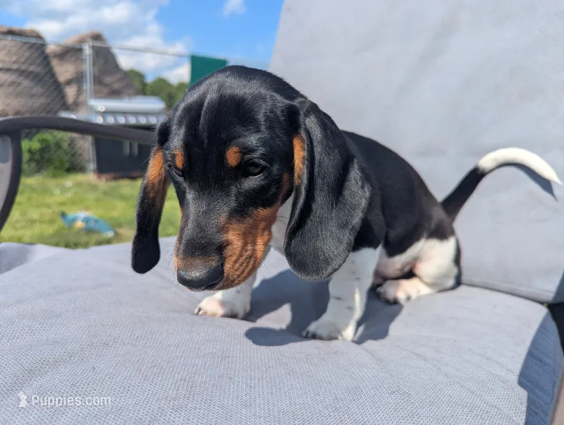 Abbey's Orange Collar Boy – Miniature Dachshund puppy for sale in Saint James, MO