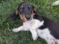 Isla's Red Collar Girl, a female Beagle and Miniature Dachshund for sale in Saint James, MO – 1 of 8