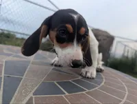 Isla's Purple Collar Girl, a female Beagle and Miniature Dachshund for sale in Saint James, MO – 4 of 10