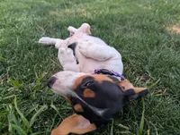 Isla's Purple Collar Girl, a female Beagle and Miniature Dachshund for sale in Saint James, MO – 8 of 10