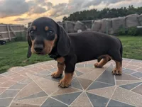 Isla's Green Collar Boy, a male Miniature Dachshund for sale in Saint James, MO – 10 of 10