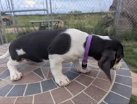 Isla's Purple Collar Girl, a female Beagle and Miniature Dachshund for sale in Saint James, MO – 10 of 10