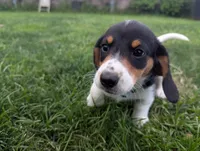 Isla's Sky Blue Collar Boy, a male Beagle and Miniature Dachshund for sale in Saint James, MO – 2 of 10