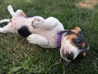 Isla's Purple Collar Girl, a female Beagle and Miniature Dachshund for sale in Saint James, MO – 3 of 10