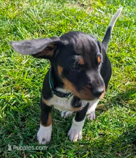 Abbey's Green Collar Boy – Beagle, Miniature Dachshund puppy for sale in Saint James, MO