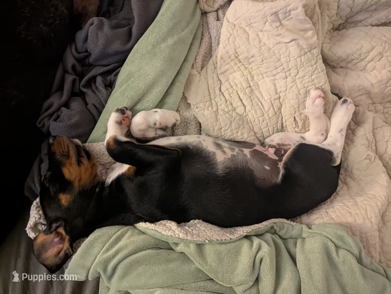 Abbey's Green Collar Boy – Beagle, Miniature Dachshund puppy for sale in Saint James, MO