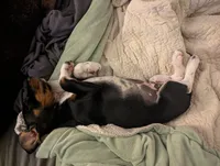 Abbey's Green Collar Boy, a male Beagle and Miniature Dachshund for sale in Saint James, MO – 3 of 4