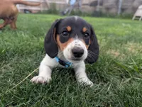 Isla's Sky Blue Collar Boy, a male Beagle and Miniature Dachshund for sale in Saint James, MO – 1 of 10