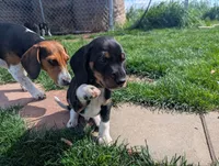 Abbey's Green Collar Boy, a male Beagle and Miniature Dachshund for sale in Saint James, MO – 9 of 10