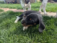 Abbey's Green Collar Boy, a male Beagle and Miniature Dachshund for sale in Saint James, MO – 7 of 10
