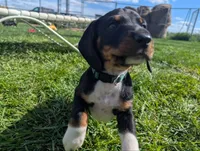 Abbey's Green Collar Boy, a male Beagle and Miniature Dachshund for sale in Saint James, MO – 2 of 10