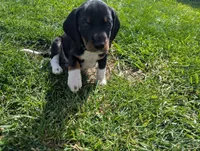 Abbey's Green Collar Boy, a male Beagle and Miniature Dachshund for sale in Saint James, MO – 4 of 10