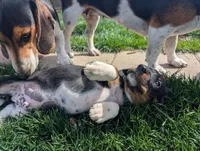 Abbey's Green Collar Boy, a male Beagle and Miniature Dachshund for sale in Saint James, MO – 8 of 10