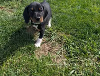 Abbey's Green Collar Boy, a male Beagle and Miniature Dachshund for sale in Saint James, MO – 5 of 10