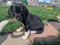 Abbey's Green Collar Boy, a male Beagle and Miniature Dachshund for sale in Saint James, MO – 10 of 10