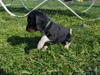 Abbey's Green Collar Boy, a male Beagle and Miniature Dachshund for sale in Saint James, MO – 3 of 10