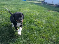 Abbey's Green Collar Boy, a male Beagle and Miniature Dachshund for sale in Saint James, MO – 6 of 10