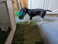 Paw Revere, a male Beagle and Miniature Dachshund for sale in Saint James, MO – 6 of 10
