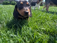 Isla's Blue Collar Boy, a male Beagle and Miniature Dachshund for sale in Saint James, MO – 10 of 10
