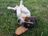 Isla's Black Collar Boy, a male Beagle and Miniature Dachshund for sale in Saint James, MO – 4 of 9