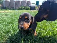 Isla's Blue Collar Boy, a male Beagle and Miniature Dachshund for sale in Saint James, MO – 9 of 10