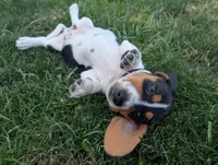 Isla's Black Collar Boy, a male Beagle and Miniature Dachshund for sale in Saint James, MO – 3 of 9