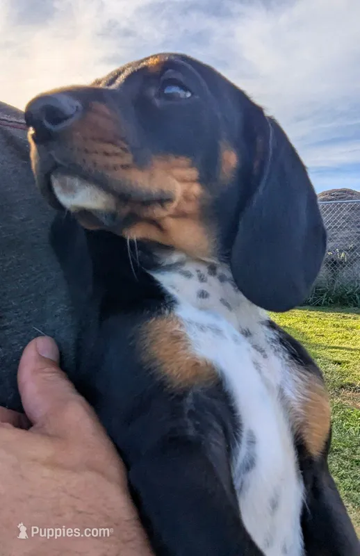 Abbey's Green Collar Boy – Miniature Dachshund puppy for sale in Saint James, MO