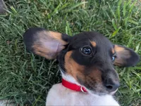 Isla's Red Collar Girl, a female Beagle and Miniature Dachshund for sale in Saint James, MO – 2 of 8