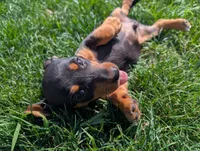 Isla's Blue Collar Boy, a male Beagle and Miniature Dachshund for sale in Saint James, MO – 6 of 10