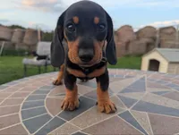 Isla's Green Collar Boy, a male Miniature Dachshund for sale in Saint James, MO – 3 of 10