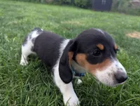 Isla's Sky Blue Collar Boy, a male Beagle and Miniature Dachshund for sale in Saint James, MO – 3 of 10