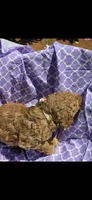 Trixie OBO$, a female Labradoodle and Poodle - Miniature  for sale in Marietta, GA – 3 of 4