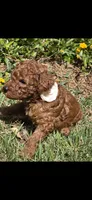 Penny OBO$, a female Labradoodle and Poodle - Miniature  for sale in Marietta, GA – 4 of 8