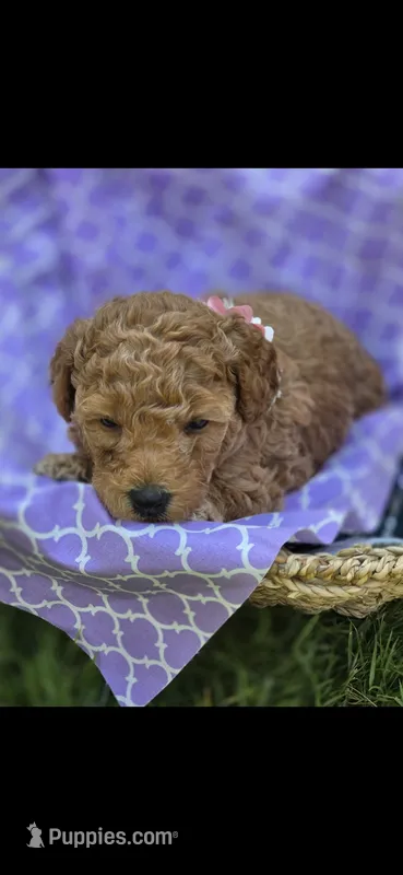 Trixie – Labradoodle, Poodle - Miniature  puppy for sale in Marietta, GA