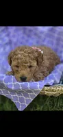 Trixie OBO$, a female Labradoodle and Poodle - Miniature  for sale in Marietta, GA – 1 of 4