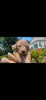 Chance OBO$, a male Labradoodle and Poodle - Miniature  for sale in Marietta, GA – 6 of 8