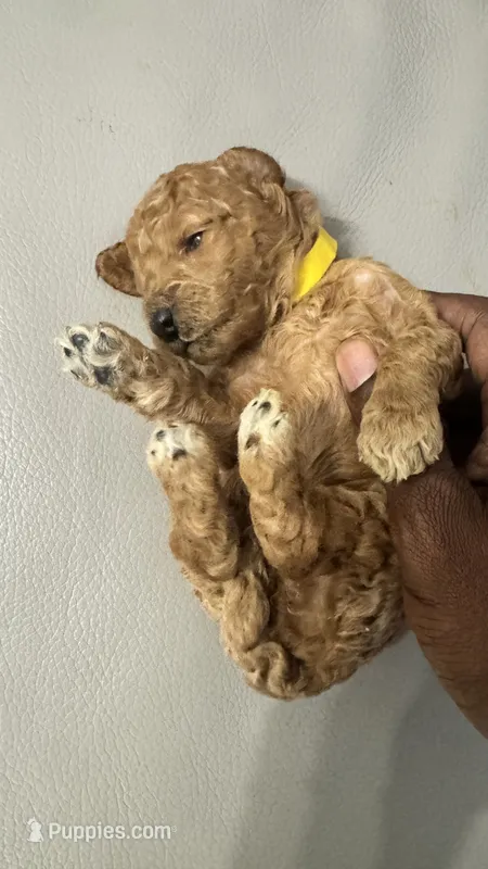 Hazel (White Socks) Lol – Labradoodle, Poodle - Miniature  puppy for sale in Marietta, GA